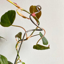 Load image into Gallery viewer, Steel Curl Indoor Plant Stick - Large Plant Orchid Stake - 2 Sizes Available-Plant Stick-On Ya Garden
