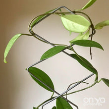 Load image into Gallery viewer, Steel Diamond Duo Indoor Plant Trellis for Hoyas and Houseplants-Trellis-On Ya Garden
