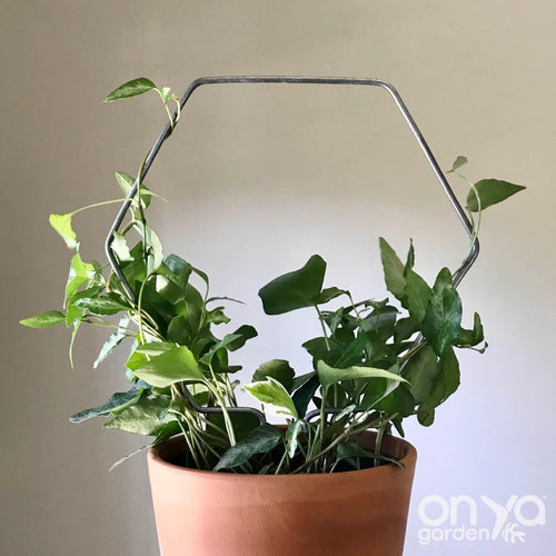 Steel Hexagon Honeycomb House Plant Trellis- 3 sizes available-Trellis-On Ya Garden