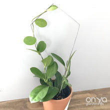 Load image into Gallery viewer, Steel Kite Diamond House Plant Trellis- 2 Sizes Available-Trellis-On Ya Garden
