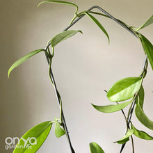 Load image into Gallery viewer, Steel Kite Diamond House Plant Trellis- 2 Sizes Available-Trellis-On Ya Garden
