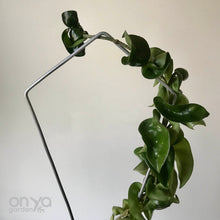 Load image into Gallery viewer, Steel Kite Diamond House Plant Trellis- 2 Sizes Available-Trellis-On Ya Garden
