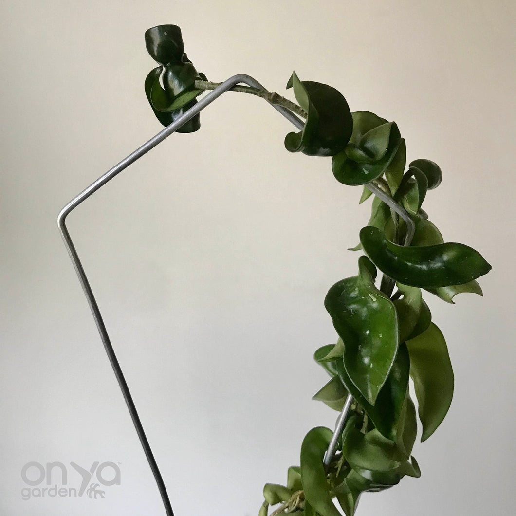 Steel Kite Diamond House Plant Trellis- 2 Sizes Available-Trellis-On Ya Garden