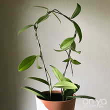 Load image into Gallery viewer, Steel Kite Diamond House Plant Trellis- 2 Sizes Available-Trellis-On Ya Garden
