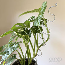 Load image into Gallery viewer, Steel Large Serpent Plant Stick - 18&quot; Indoor Plant Stake-Plant Stick-On Ya Garden
