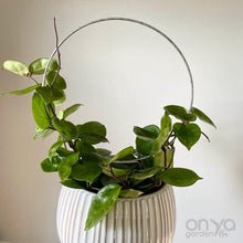 Load image into Gallery viewer, Steel Loop Circle Trellis for Hoyas and House Plants - 3 Sizes Available-Trellis-On Ya Garden
