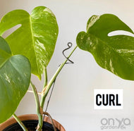 Steel Plant Stick - Indoor Houseplant Stem Supporter - Choose from 16 Options-Plant Stick-On Ya Garden