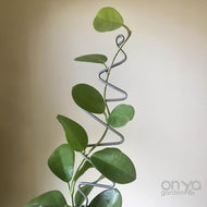 Steel Plant Stick - Indoor Houseplant Stem Supporter - Choose from 16 Options-Plant Stick-On Ya Garden