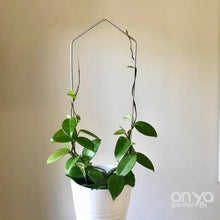 Load image into Gallery viewer, Steel Pointed Arch Trellis for House Plants-Trellis-On Ya Garden
