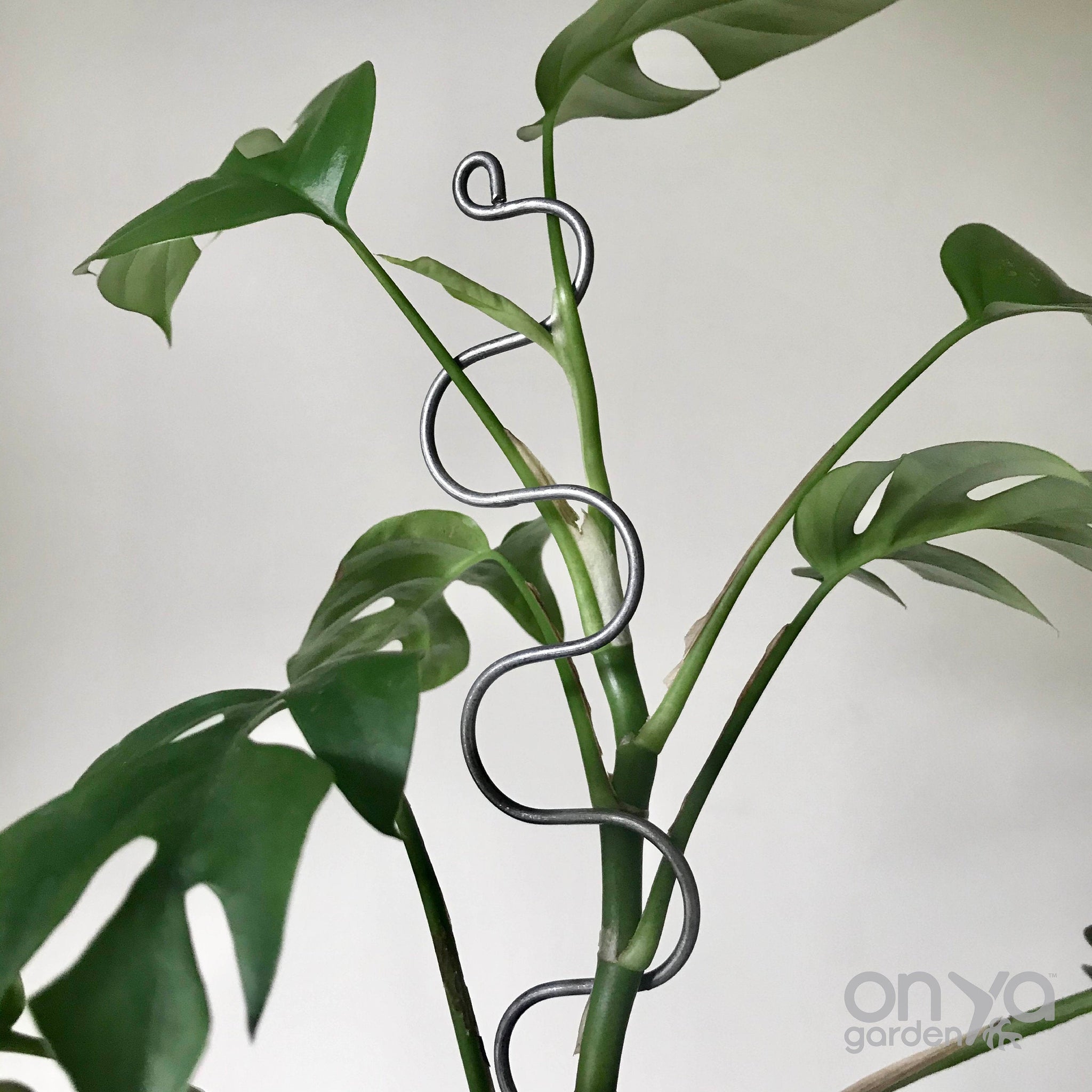 monstera stick Steel Serpent Plant Stick, Curvy Plant Stake, 2 Length Options – On Ya  Garden