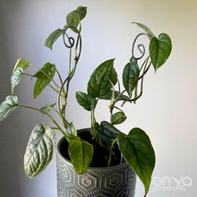 Load image into Gallery viewer, Steel Swirl Plant Stick Stem Supporter-Plant Stick-On Ya Garden
