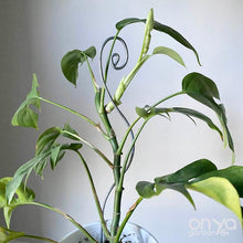 Load image into Gallery viewer, Steel Swirl Plant Stick Stem Supporter-Plant Stick-On Ya Garden
