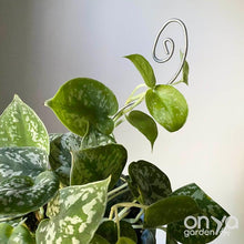 Load image into Gallery viewer, Steel Swirl Plant Stick Stem Supporter-Plant Stick-On Ya Garden

