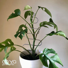 Load image into Gallery viewer, Steel Tree Plant Stick for House Plants and Hoyas-Plant Stick-On Ya Garden

