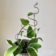Steel Tree Plant Stick for House Plants and Hoyas-Plant Stick-On Ya Garden
