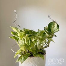 Load image into Gallery viewer, Steel Twirl and Whirl Plant Sticks - Unique Plant Stakes for Indoor Plants-Plant Stick-On Ya Garden
