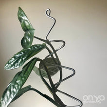 Load image into Gallery viewer, Steel Zig Zag Plant Stick - Stem Supporter for Houseplants-Plant Stick-On Ya Garden
