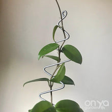 Load image into Gallery viewer, Steel Zig Zag Plant Stick - Stem Supporter for Houseplants-Plant Stick-On Ya Garden

