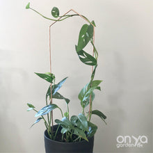 Load image into Gallery viewer, XL 24&quot; Pointed Arch Trellis or 24&quot; Arch Trellis for House Plants- Copper or Steel-Trellis-On Ya Garden
